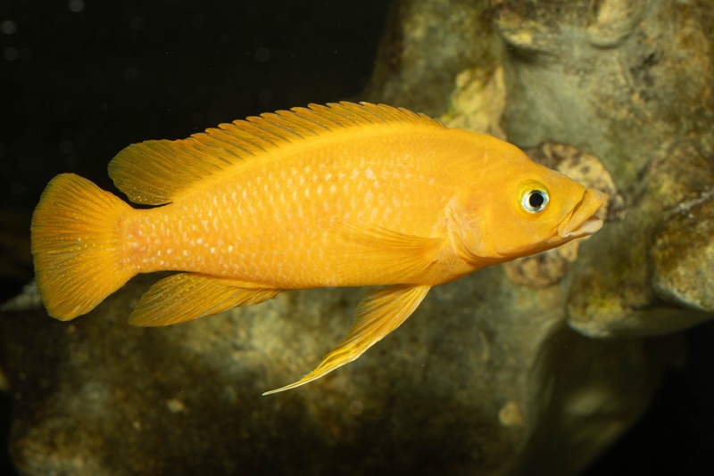 Neolamprologus leleupi 'Talama'